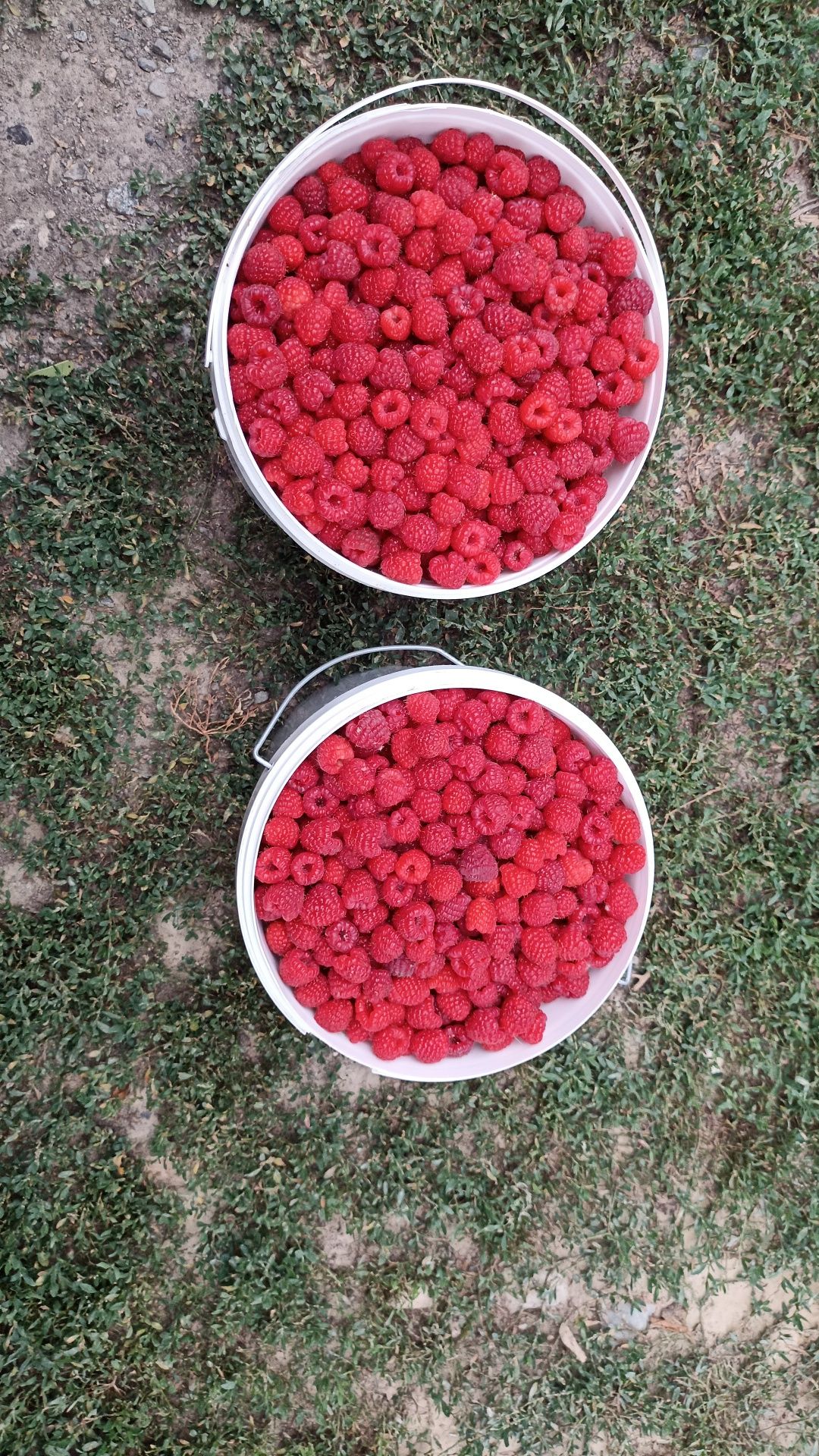 Продам домашний малина