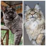 Котёнок мейн-кун.
