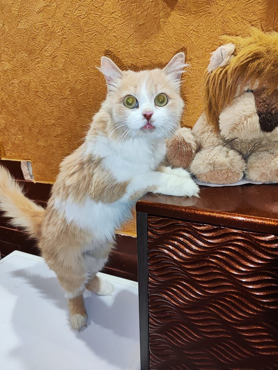 Красоточке нужен дом