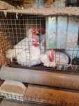Продам курочек и петушков