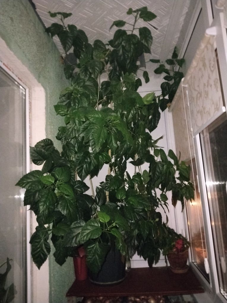 Большие комнатные растения.