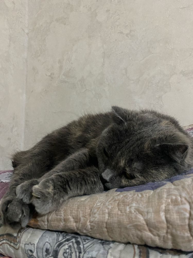 Кошка в долрые руки