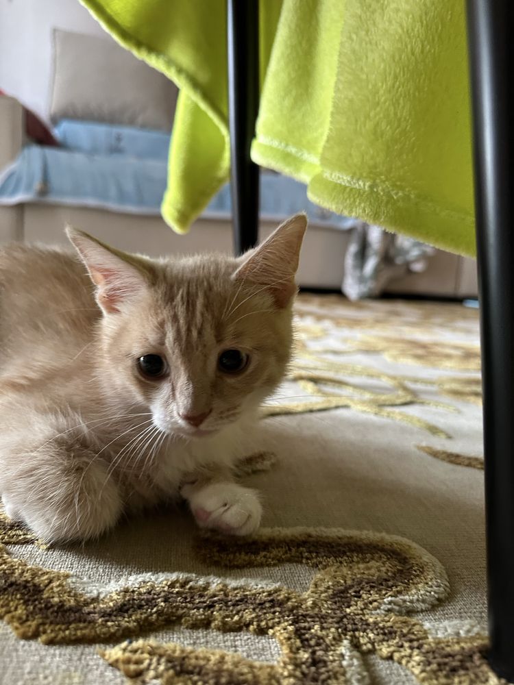 котенок !!;ласковая