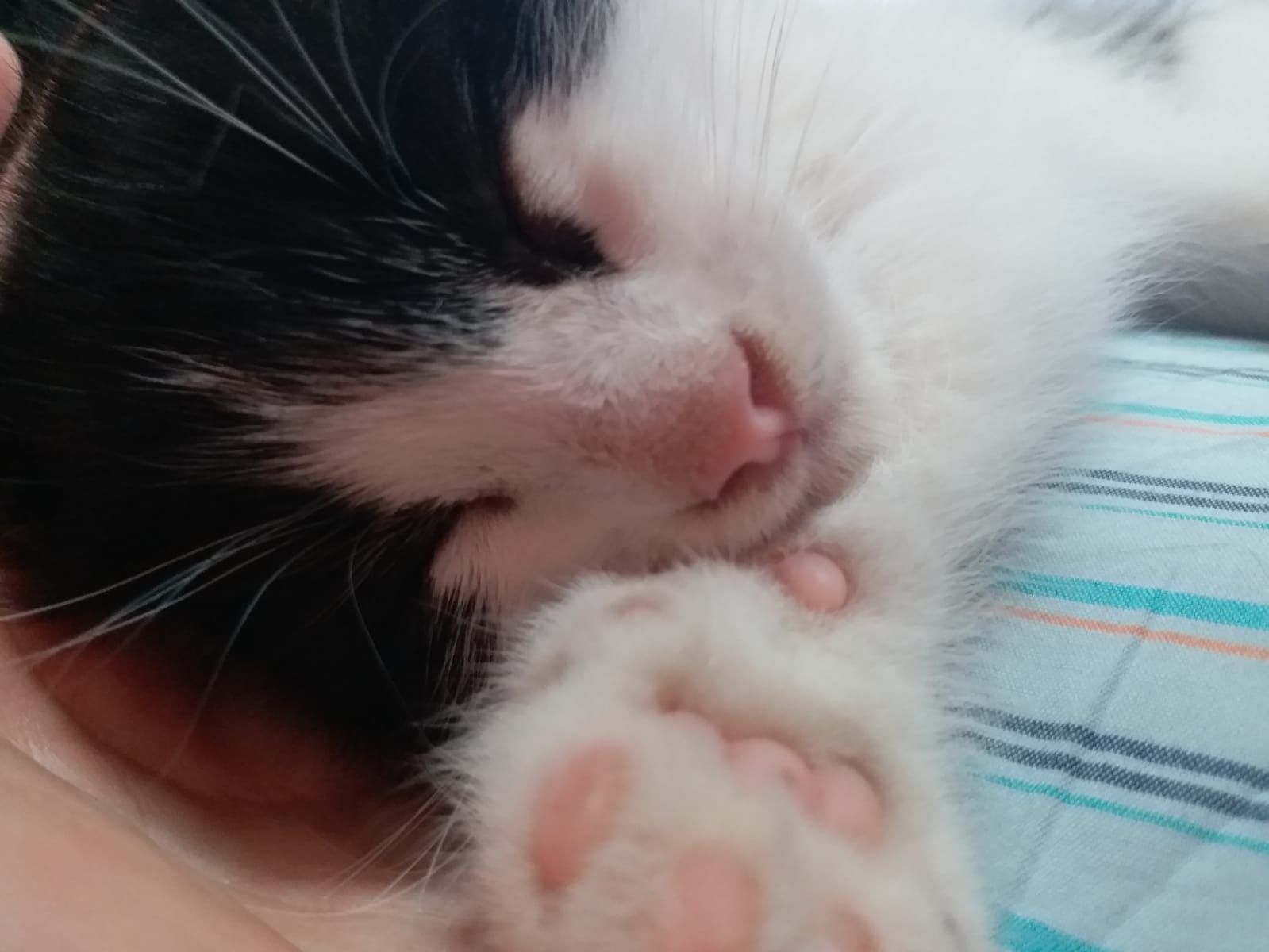 Котёнок отдам в добрые руки