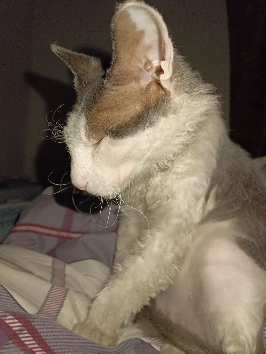 Кот сфинкс Корниш-рекс