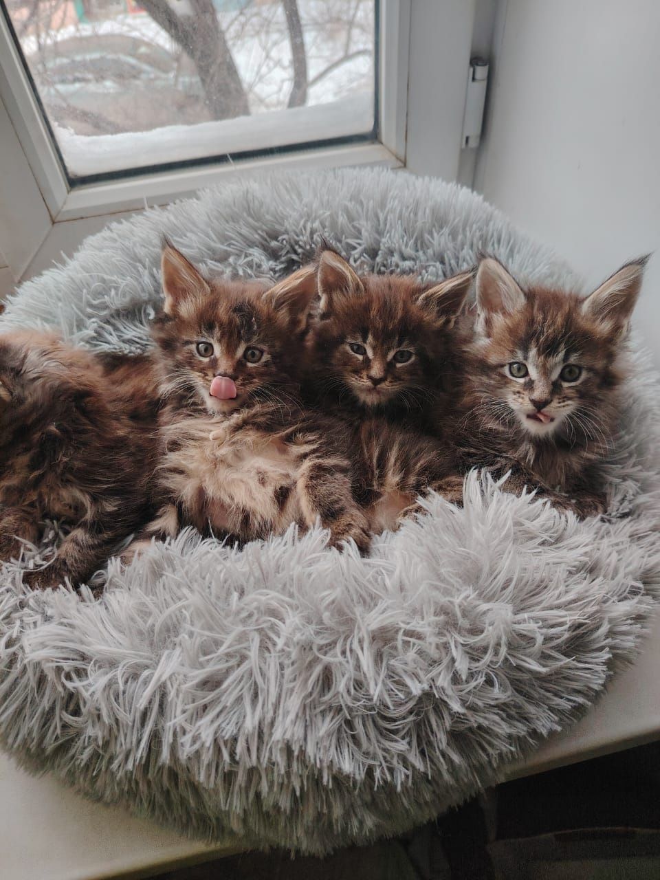 Вязка Мейн кун  кот развязан 24000