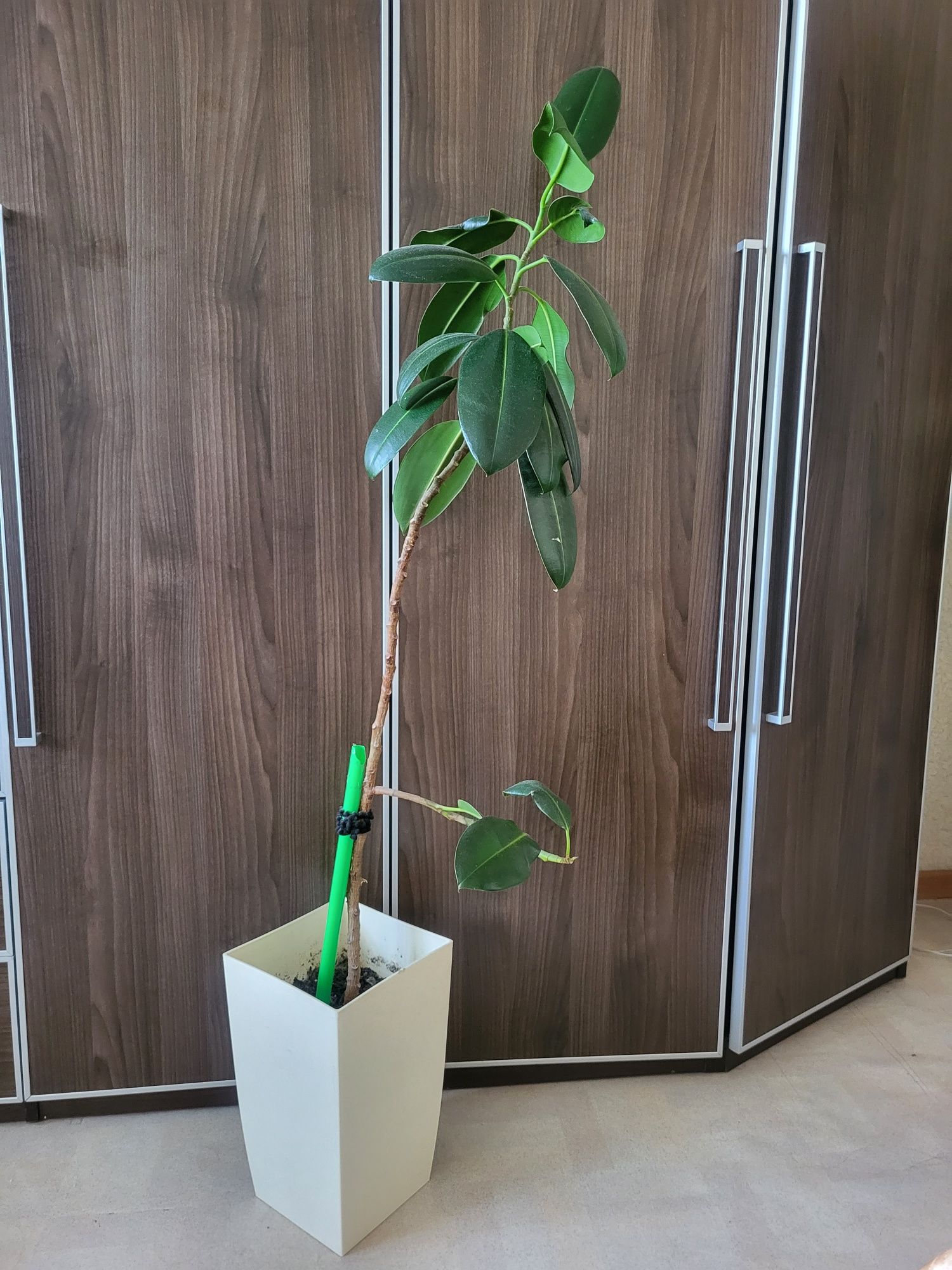 Продам фикус высокий