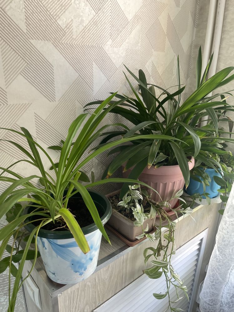 Продам цветы,комнатные: