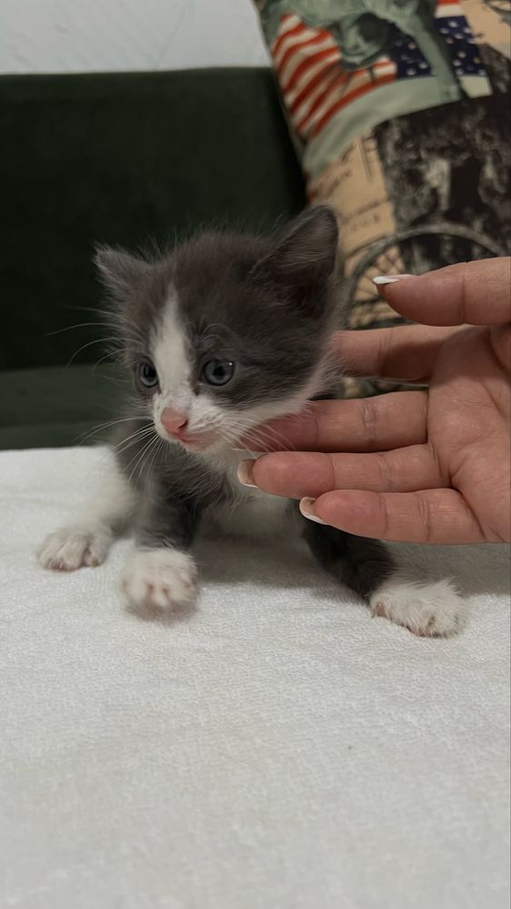 Отдаю бесплатно котят