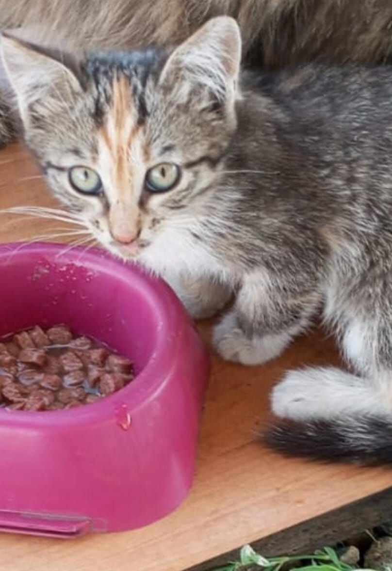 Котята бесплатно