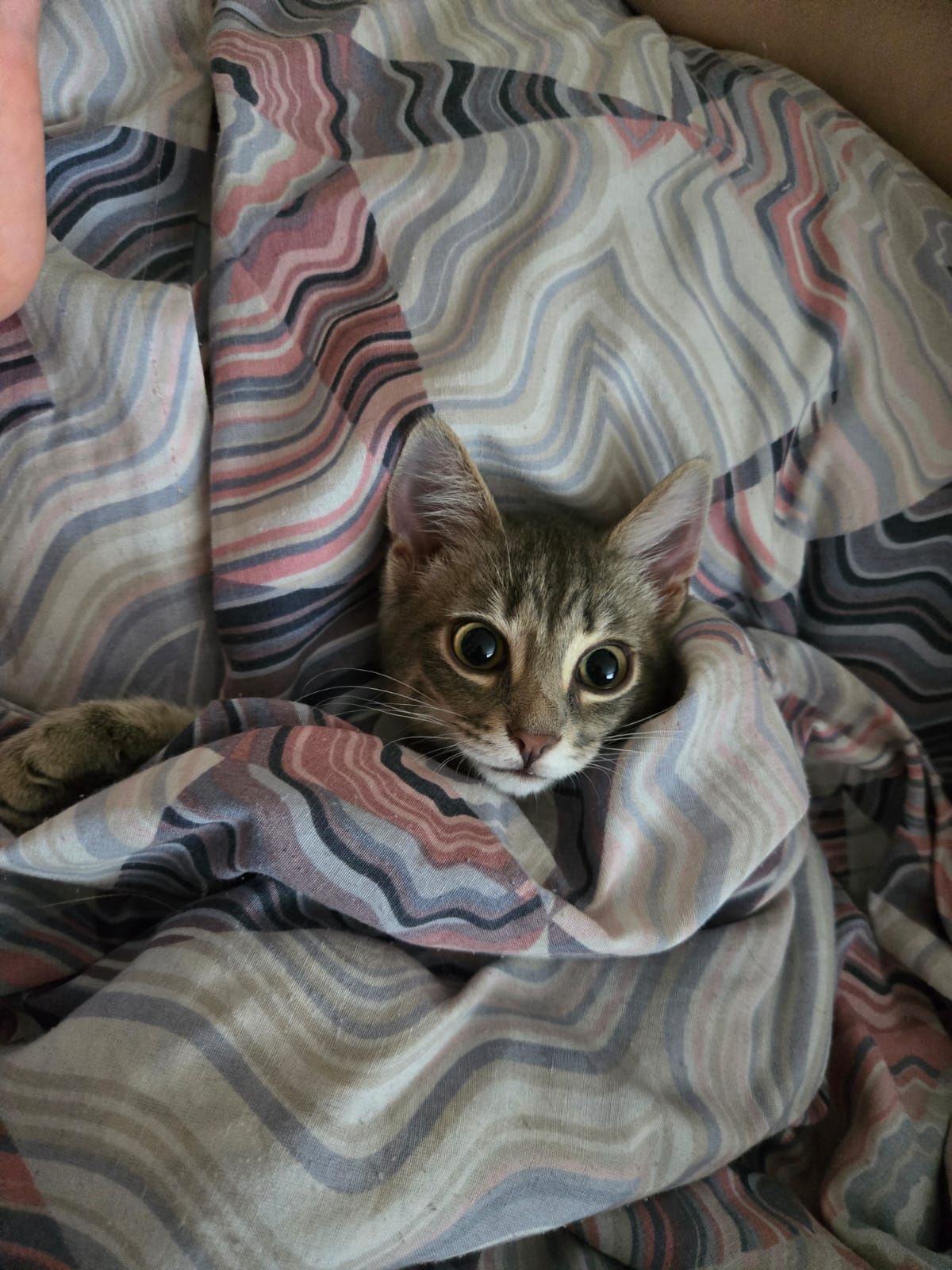 Шикарные котята в добрые руки
