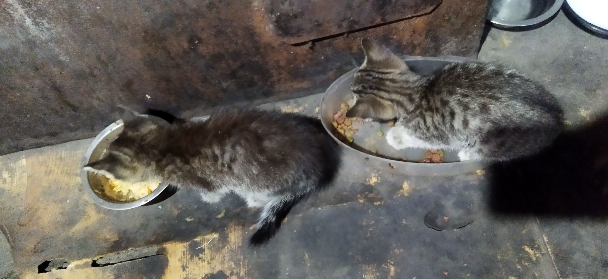 Классные котятки