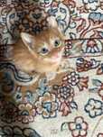 Отдам котенка мальчика