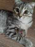 Молоденький вислоухий котик
