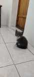 Котята, отдам даром