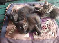 Отдам котят бесплатно!