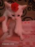 Одам раром котёнок