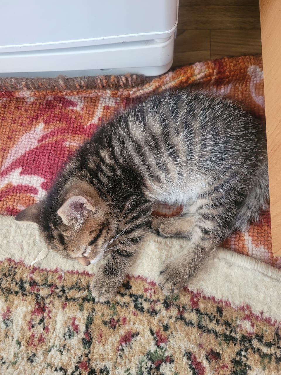 Котята бесплатно