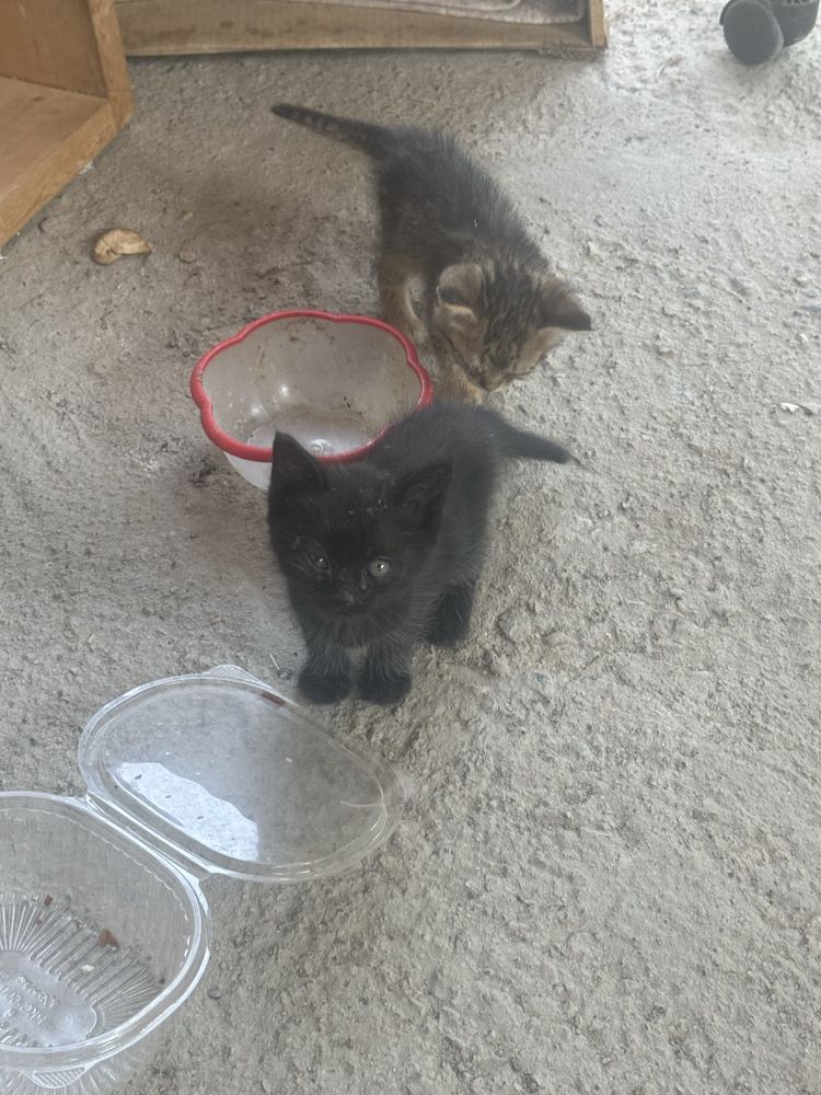 Отдам котят в хорошие руки