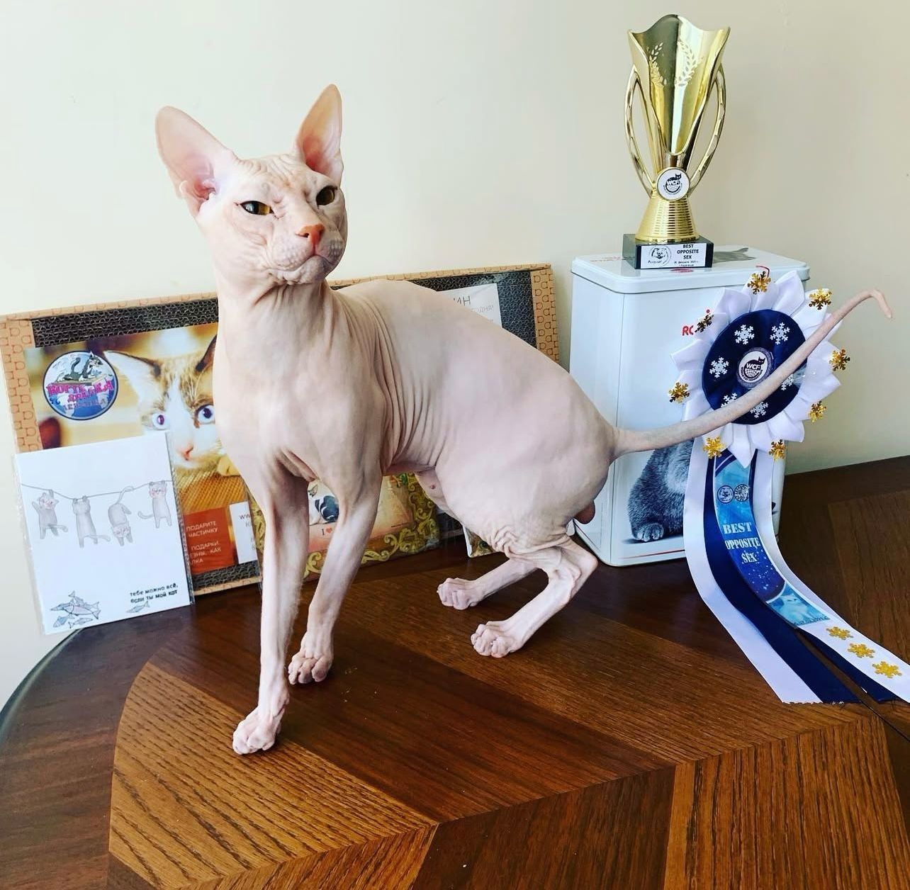 Шикарный котик для вязки