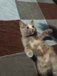 Котенок в хорошие руки