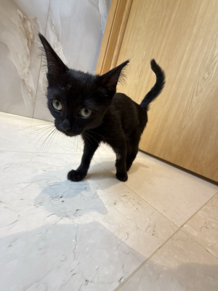 Ласковый котенок, 3 месяца