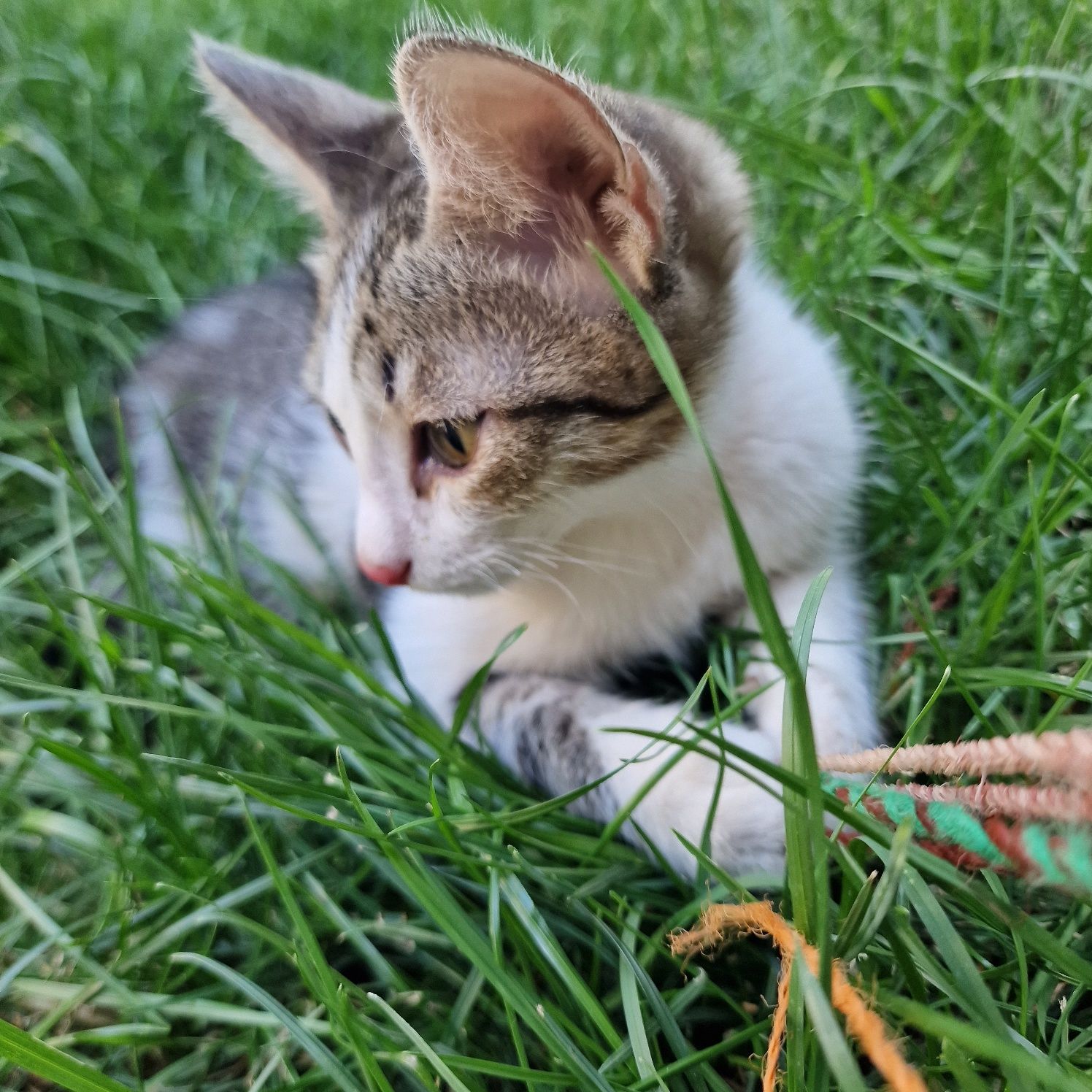 Дарю котят в добрые руки