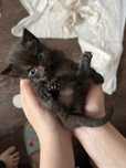 котенок в добрые ручки