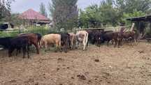 Продам бычков оптом срочно