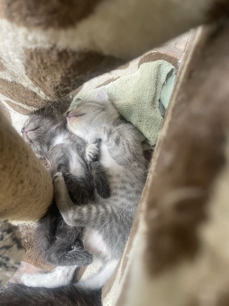 Отдам даром котят