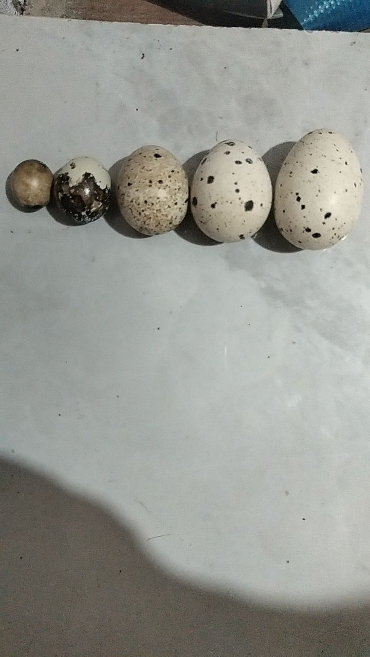 перепелки мясо яицо