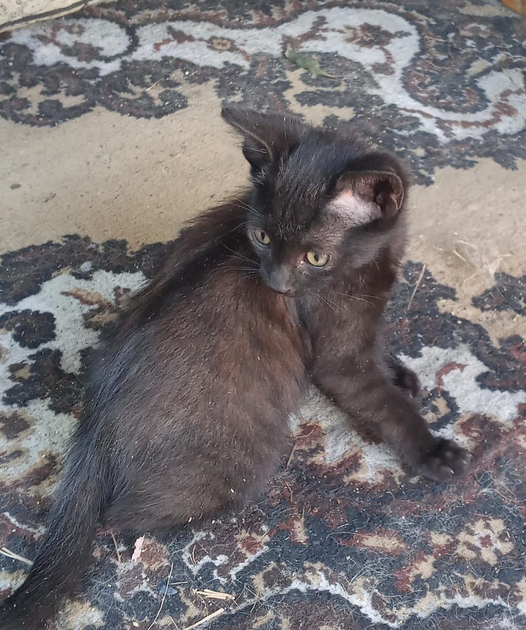 Котята ищут семью.