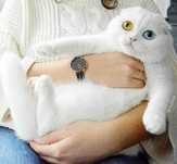 Кот вязка шотландский вислоухий с разноцветными глазами