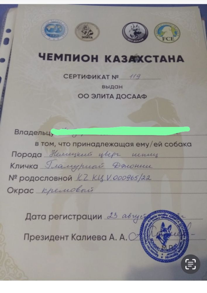 Белые щенки шпица.