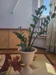 Комнатные цветы.