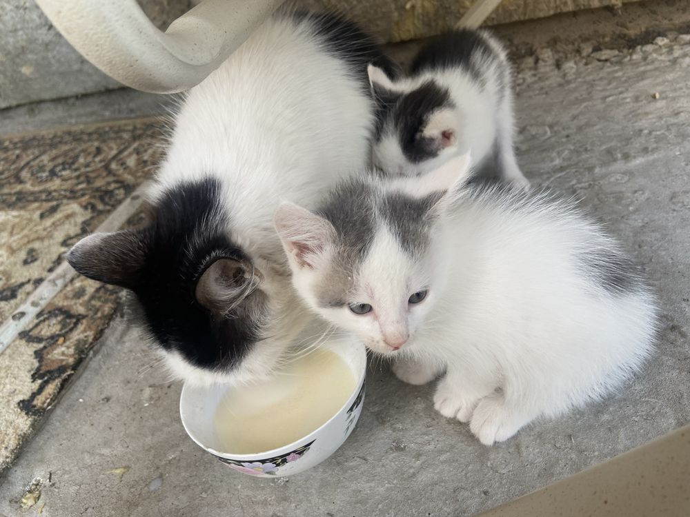 Котята в добрые  руки