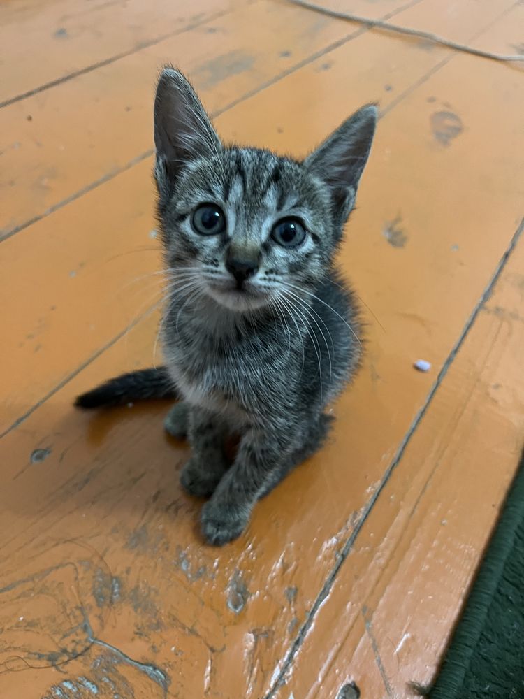 Котята девочки в добрые руки