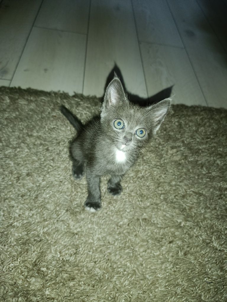 Отдам двух котят