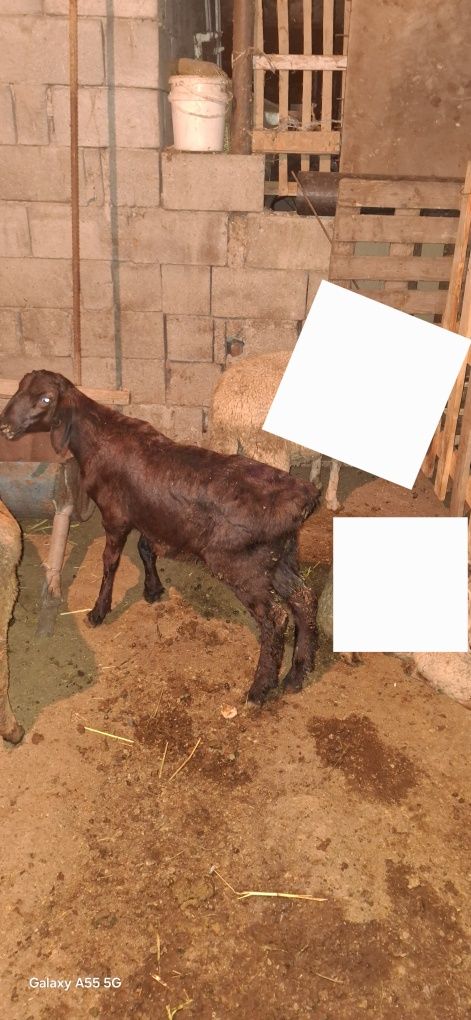 Продам 3матки и 1кочкарик