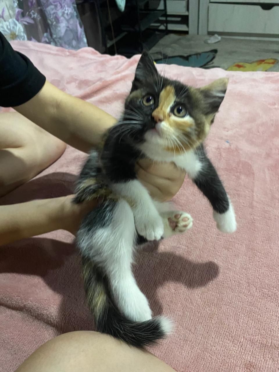 Отдам котят в добрые ручки