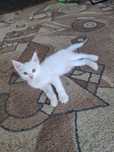 Турецкая кошка и котенок