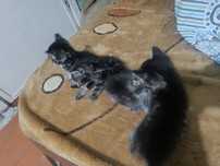 Отдам котят мать сьямка