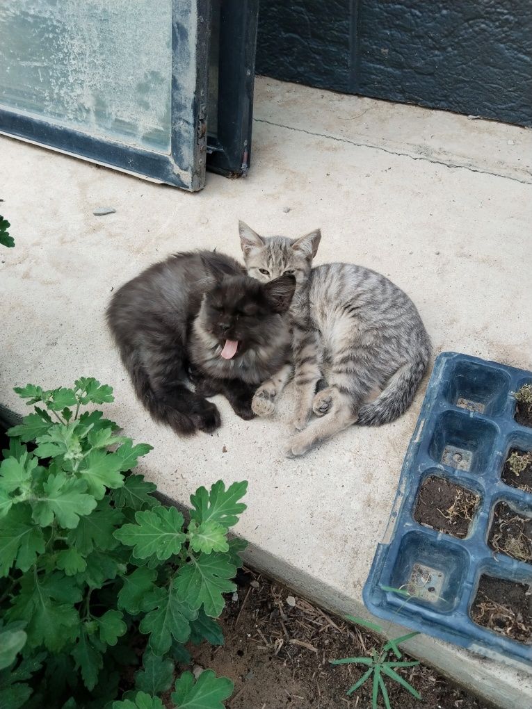 Отдам котят, очень красивые и игривые.