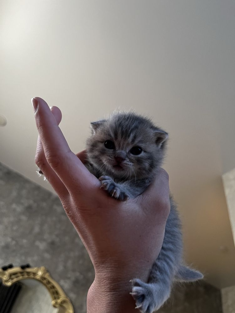 Британские котята