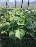 Продажа рассады цветов на любой вкус выращена а Астане