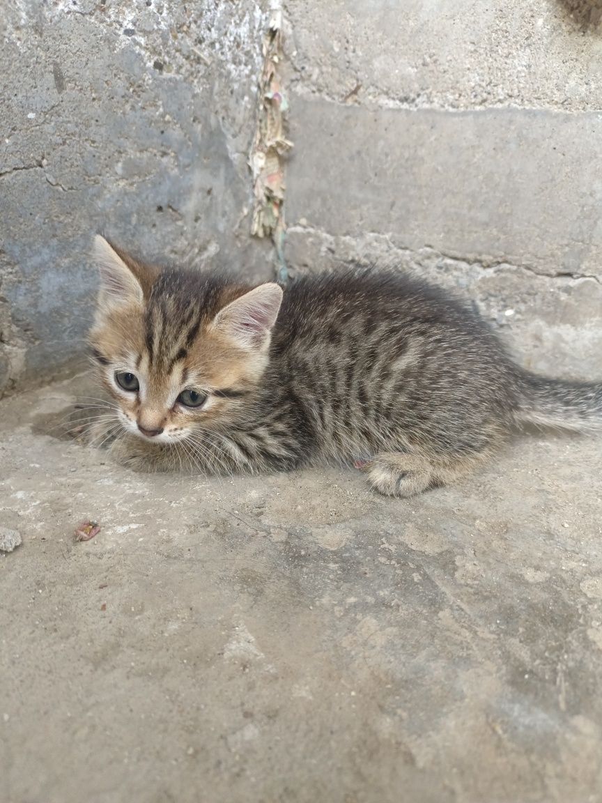 Котята, кошки, котики