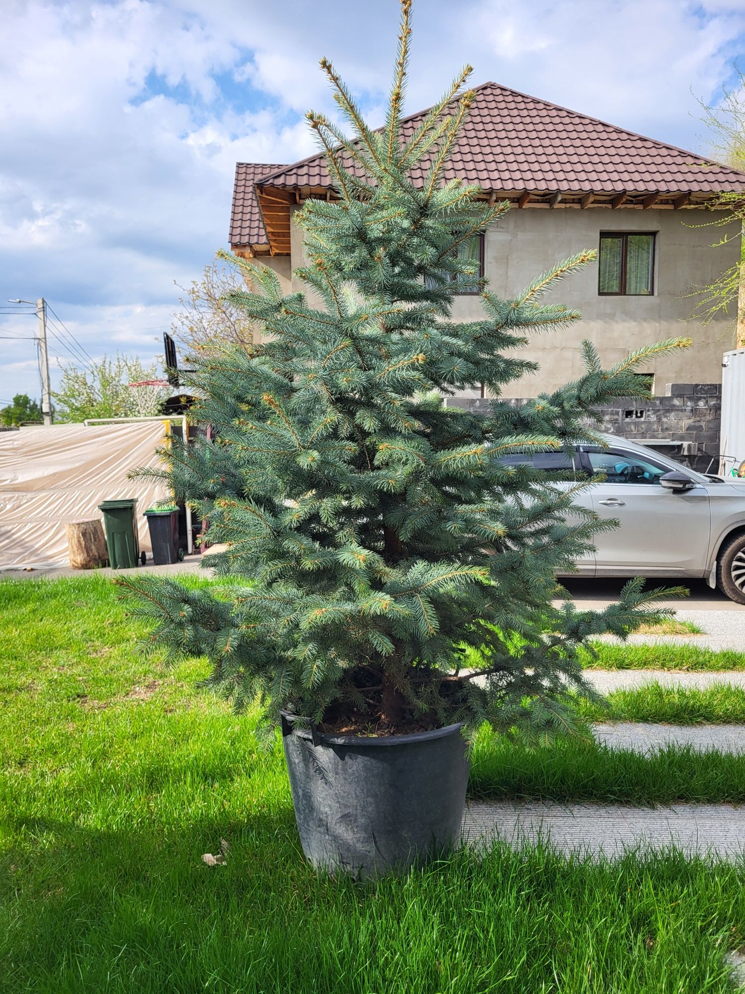 Продаются сеянцы голубые и туи брабант голд