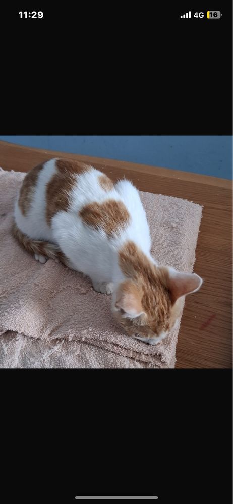 Котенок -девочка!