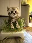 Котенок шотландский прямоухий мальчик
