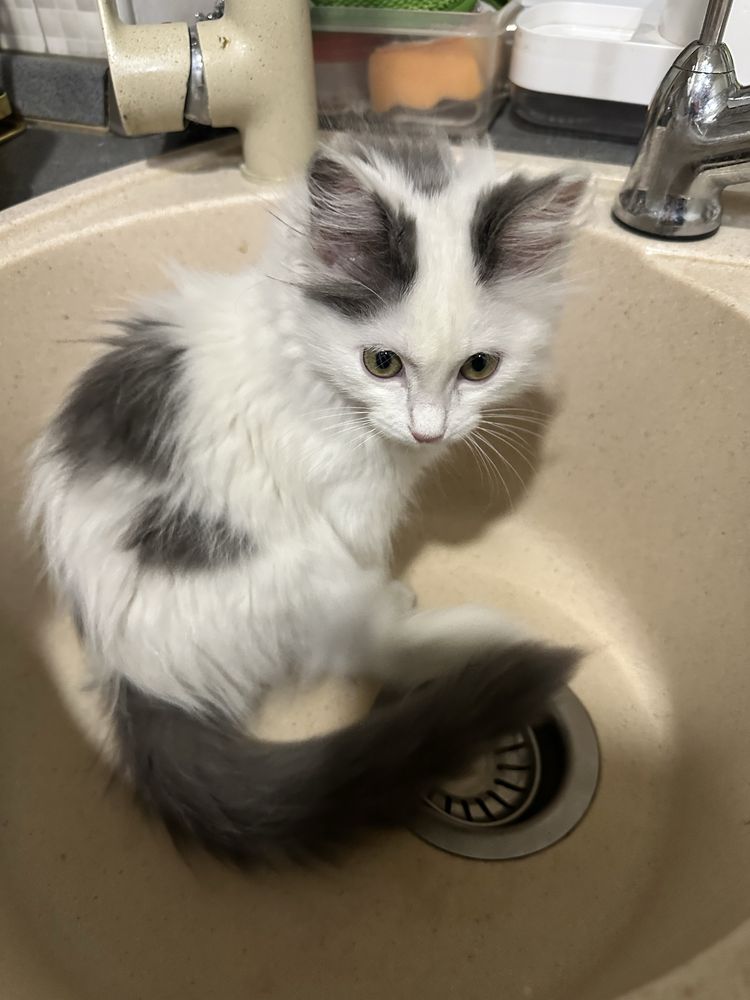 Котёнок девочка 3 месяца